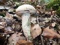 Leccinum holopus-amf287